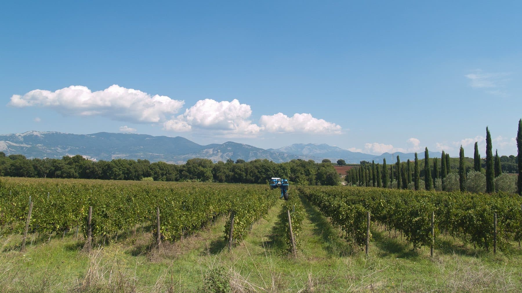 I vigneti CA.VI.CI. durante la lavorazione