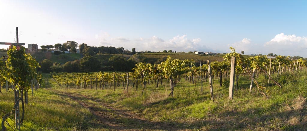 I vigneti sulle colline di Velletri