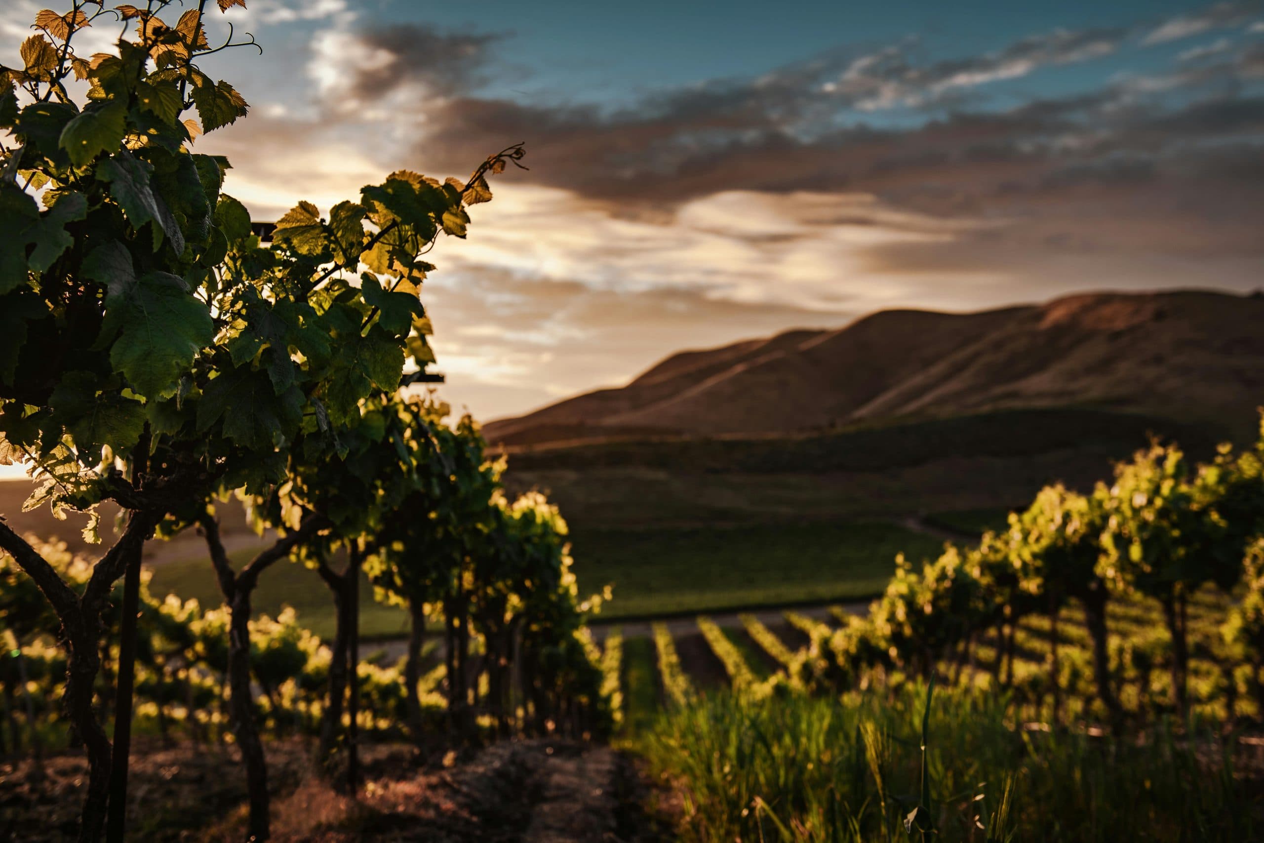 I vigneti di Casa Vinicola Ciccariello