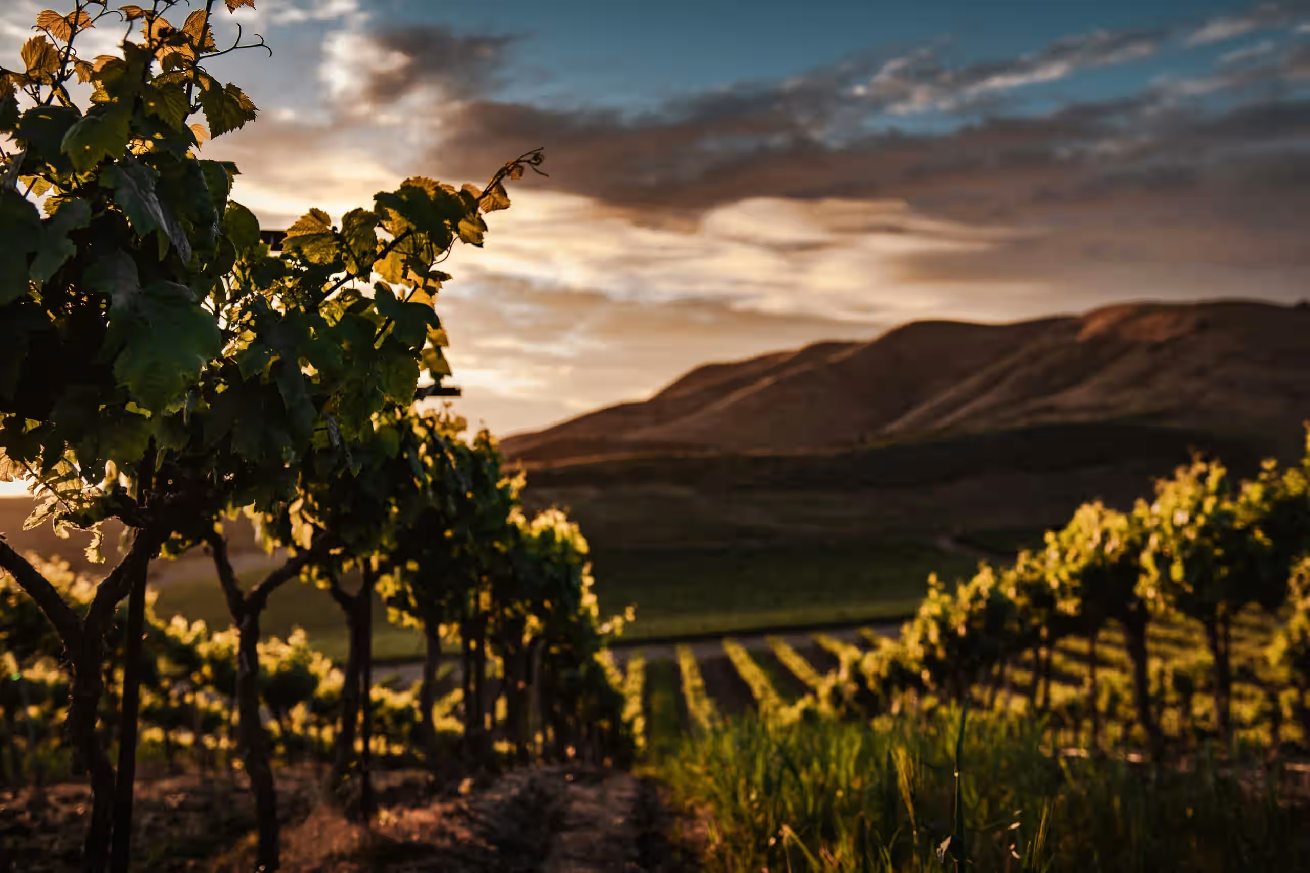 I vigneti di Casa Vinicola Ciccariello