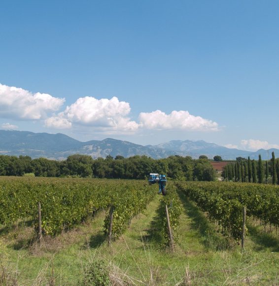 Lo stabilimento di Velletri,